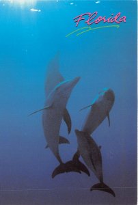 Lot155 usa florida  dolphin in warm florida waters