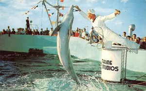 Members of the Famous Porpoise Colony Marine Studios Marineland FL 