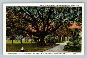 Tampa, FL-Florida, Old Oak Tree University Tampa, Vintage Postcard
