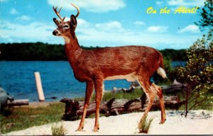 Canada Deer Buck On The Alert