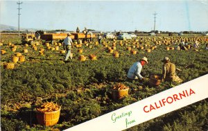 La Mesa California 1967 Postcard Carrot Harvest