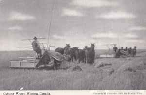 Canada Farming Scene Cutting Wheat In Western Canada