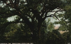 Vintage Postcard 1907 Powhatan Oak Tree Jamestown Exposition 1907 Virginia VA