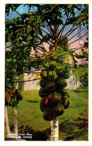 Hawaii Papaya Fruit Tree Hawaiian Islands