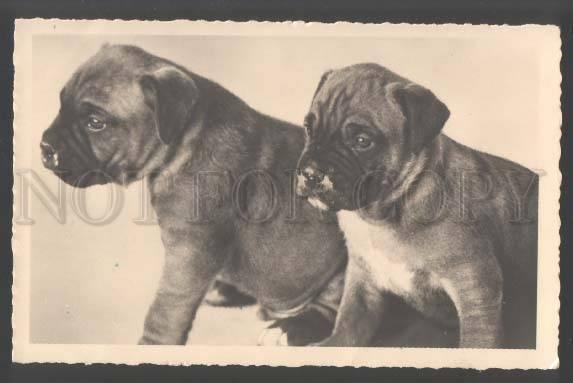 109437 Lovely Puppies ENGLISH BULLDOG Vintage PHOTO PC