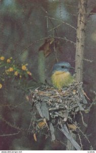 Yellow Robin Bird , Australia , 1940s