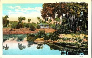Caloosahatchee River Florida Vintage Postcard Standard View Card 