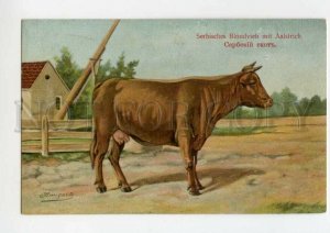 487903 RUSSIA Bungartz BUNGART Serbian cow Vintage BAGGOVUT postcard