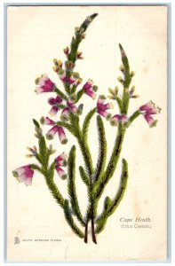 c1910 Cape Heath Erica Costata South African Flora Tuck Art 6691 Postcard