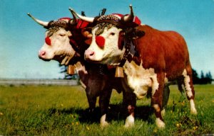 Canada Nova Scotia Halifax Prize Yoke Of Oxen