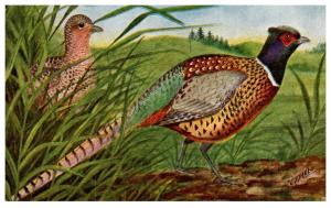 Pheasants