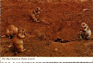 Prairie Dog The Big Crunch At Prairie Lunch 1973