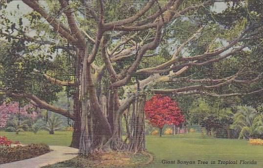 Giant Banyan Tree In Tropical Florida