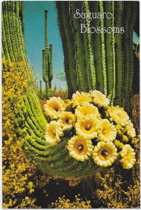 Saguaro Cactus Blossoms Flowers in Springtime 4 by 6