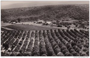 RP; SOUTH AFRICA, 1920-1940´s; Orange Groves