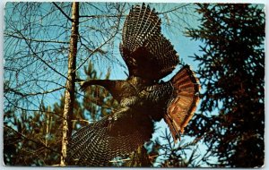 Postcard - Wild Turkey takes flight 