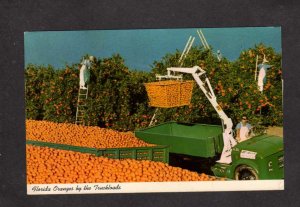 FL Orange Groves Loading Oranges in Truck Florida Postcard