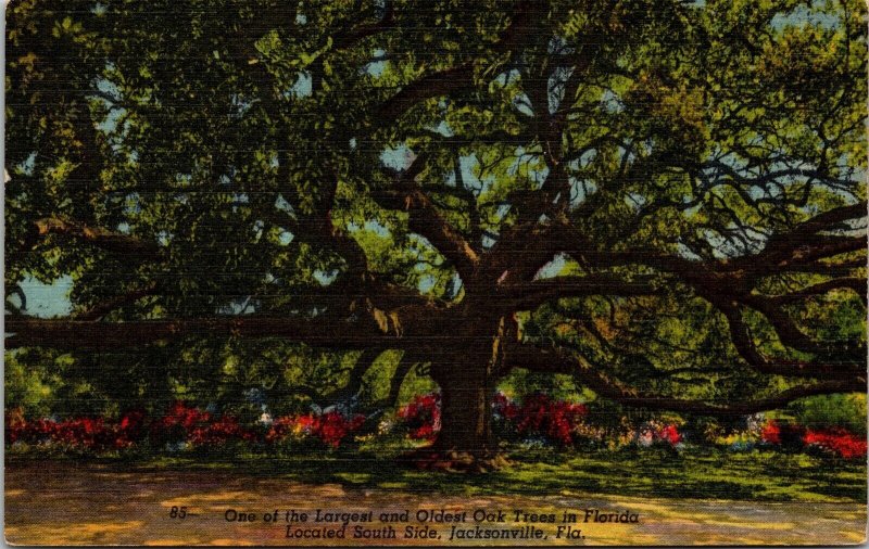 One Largest Oldest Oak Trees Florida S Side Jacksonville FL Linen Postcard VTG