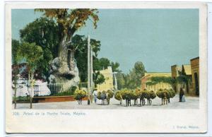 Arbol de la Noche Triste Mexico 1907c postcard
