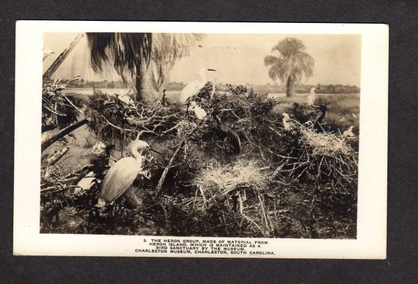 SC Heron Bird Charleston Museum South Carolina Real Photo Postcard RP RPPC