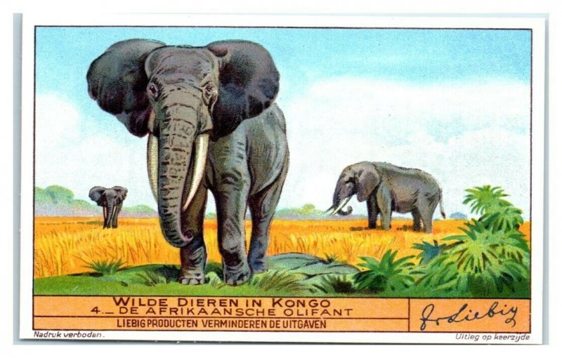 African Elephant, Congo Animals, Liebig Belgian Trade Card *VT32V