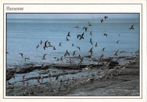 BT4743 Renesse birds oisseaux Netherlands