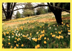 CONTINENTAL SIZE POSTCARD DAFFODIL HILL NORTHERN CALIFORNIA