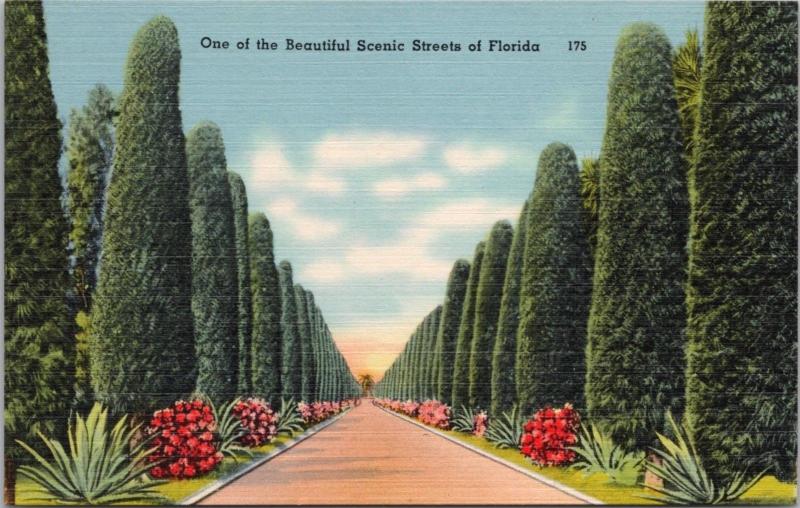 Street Scene Australian Pine Trees FL Florida Fla. Unused Linen Postcard D60