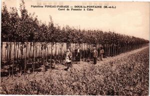 CPA PEPINIERES PINEAU-PARAGE - DOUÉ-la-FONTAINE (165196)