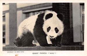 Giant Panda, Ming Bradford, England Bear Unused light stain on card, real photo