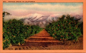 California Typical Orange Grove and Mountains