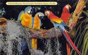 Parrot jungle Miami, Florida USA Parrot jungle Miami, Florida USA