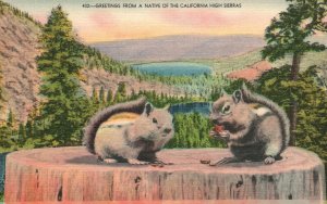 Vintage Postcard 1930's Greetings Native Of California High Sierras Squirrels