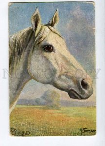3014252 Head of ARABIAN HORSE THOMAS vintage TUCK postcard