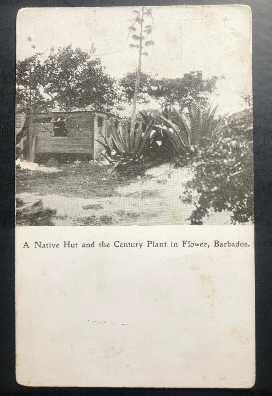 Mint Barbados Real Picture Postcard Native Hut & Century Plant Flower