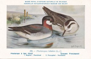 Red Necked Phalarope Phalaropus Lobatus WW2 Bird Rare Postcard