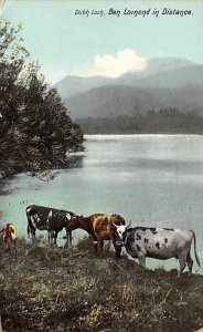 Dubh Loch, Ben Lomond in Distance Cow Unused 