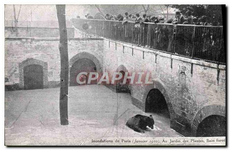 Old Postcard Bear Floods of Paris January 1910 the garden plants Bain strength