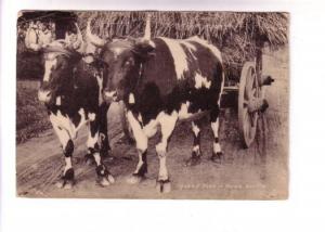 Yoked Oxen, Yarmouth, Nova Scotia,