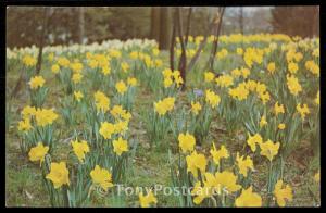 Daffodils - Kingwood Center