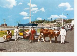 Postal 029476 : Funchal (Madeira) Flowers girls and bullock carro