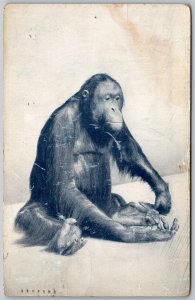 Chicago Illinois 1947 Postcard Natural History Museum Orangutan