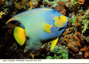 Florida Keys Pennekamp Coral Reef State Park Beautiful Queen Angelfish 1980