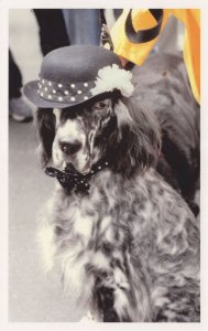 New York Posh USA Dog Bowler Hat Fashion Award Photo Postcard