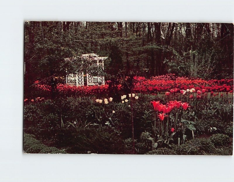 Postcard A picturesque planting of tulips, International Friendship Gardens, IN