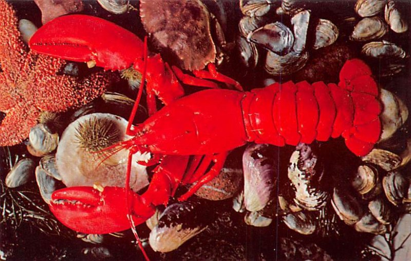 The Maine lobster is the most famous of all shellfish Lobster Unused 