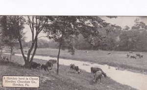 Pennsylvania Hershey Cattle Herd In Clover Hershey Chocolate Company