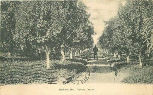 1906 Yakima Washington Farm Agriculture Fruit Orchard Goodall Postcard