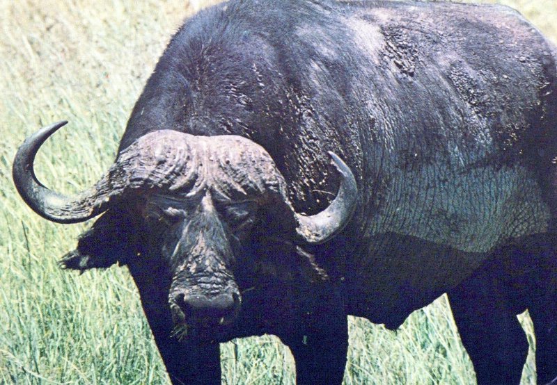 VINTAGE CONTINENTAL SIZE POSTCARD BUFFALO WILDLIFE OF KENYA MAILED 1980