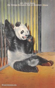 Giant Panda, Chicago Zoo Brookfield, IL, USA Bear 1943 